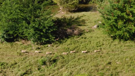Drone-aerial-footage-of-Springboks-running-to-join-the-main-herd