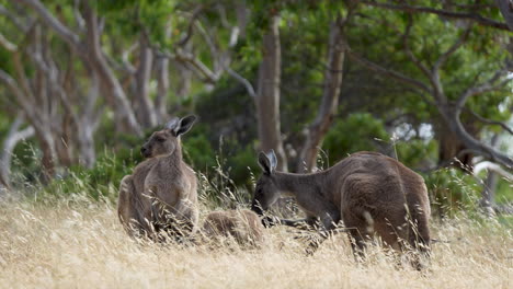 Un-Grupo-De-Canguros-En-El-Parque-De-Conservación-Deep-Creek-En-El-Sur-De-Australia-En-Pasto-Largo-Durante-El-Verano