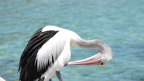Nahaufnahme-Eines-Pelikanvogels-In-Australien,-Der-Seine-Federn-Putzt