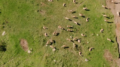Drone-aerial-footage-of-Large-Springbok-herd-near-a-river