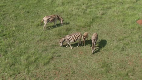 Drone-aerial-footage-of-a-Young-Zebra-baby-with-small-zebra-group-on-summer-savannah