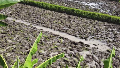 Ton-Lehm-Reisfeld-Boden-Reisfeld-Draufsicht-Bali-Indonesien-Natürliche-Landwirtschaft