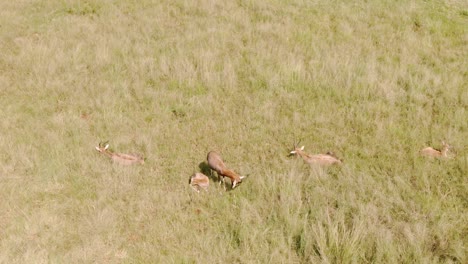 Drone-aerial-footage-of-a-Blesbok-family-laying-in-the-autumn-grass