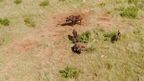 Drone-aerial-footage-of-a-Wildebeest-family-laying-in-long-grass-African-grass-plains