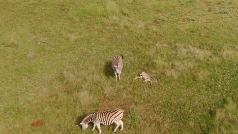 Drohnen-Luftaufnahmen-Von-Zebrababys,-Die-In-Freier-Wildbahn-Schlafen