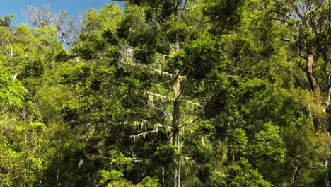 Unique-view-of-a-large-Australian-Hoop-Pine-tree-covered-with-cascading-Lichen-emerging-from-an-old-growth-forest