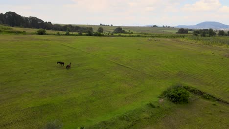 Aerial-footage-of-beautiful-horses-grazing-on-the-green-field-in-slow-motion