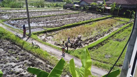 Reisfeldarbeiter-Mit-Traktor,-Der-An-Einem-Sonnigen-Nachmittag-Reissamen-Auf-Dem-überfluteten-Reisfeld-Von-Bali,-Indonesien,-Aussät,-Batubulan-Dorf-In-Sukawati-Gianyar