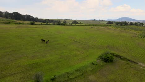 Group-of-horses-grazing-in-green-field-near-wooden-fence-in-Almoloya-Mexico