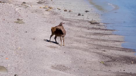 Wild-deer-relaxing-on-the-sandy-beach-on-Padar-Island-in-Flores,-Lesser-Sunda-Islands-of-Nusa-Tenggara-Timur,-Indonesia