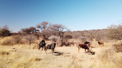 Sable-and-Wildebeest-at-winter-feeding-lot-on-an-African-game-farm