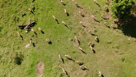 Drone-aerial-footage-of-Springbok-herd-restless-on-African-savannah