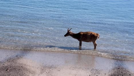 Wild-deer-cooling-off-in-the-ocean-water-on-Padar-Island-in-Flores,-Lesser-Sunda-Islands-of-Nusa-Tenggara-Timur,-Indonesia