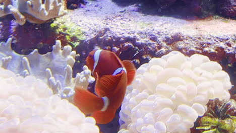 Pez-Payaso-Nemo-Nadando-Entre-Corales