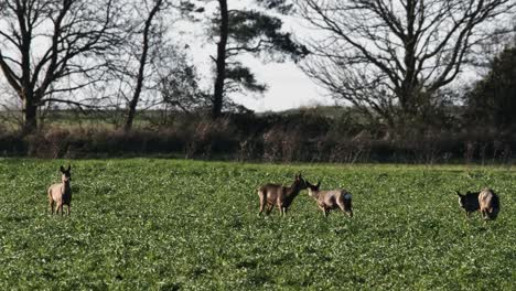 Wild-Roe-Deer-Farm-Field-Agriculture-Eating-Crop-Animals-Cambridgeshire-UK