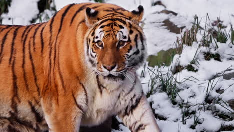 Male-Siberian-tiger-or-Amur-tiger-walking-in-snowy-winter-landscape-turning-and-looks-back