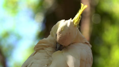 Extreme-close-up-shot-capturing-a-wild-cheeky-sulphur-crested-cockatoo,-cacatua-galerita-with-yellow-crest,-preening-and-grooming-its-white-feathers-in-daylight