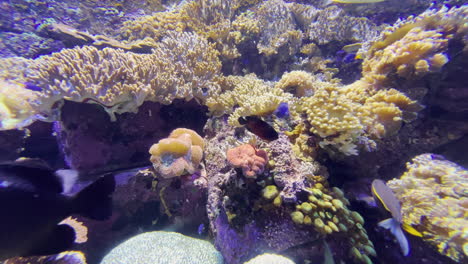 Exotische-Fische,-Die-Zwischen-Korallen-Schwimmen