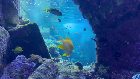Exotische-Fische,-Die-In-Die-Kamera-Schauen-Und-In-Der-Nähe-Schwimmen