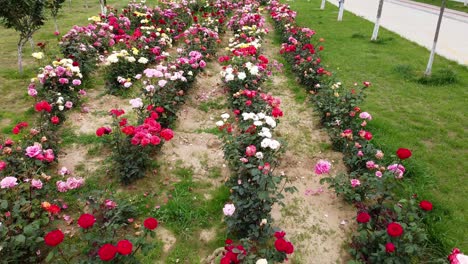 Drone-flying-low-over-colorful-rose-flowers-of-garden-next-to-a-promenade-of-a-University