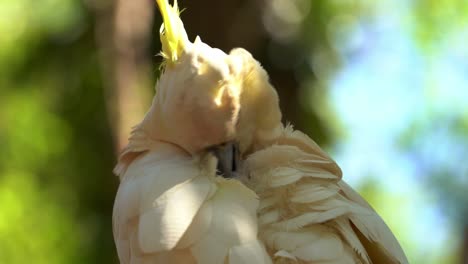 Extreme-close-up-shot-of-an-exotic-parrot-species,-wild-sulphur-crested-cockatoo,-cacatua-galerita-with-yellow-crest-spotted-perching-on-tree,-preening-and-grooming-its-white-feathers-in-daylight