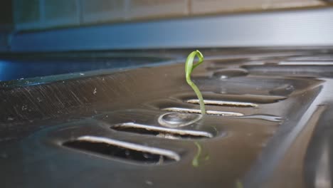 Extreme-Close-Up-Of-Green-Stem-From-Plant-Sticking-Out-Of-Kitchen-Drain-Sink