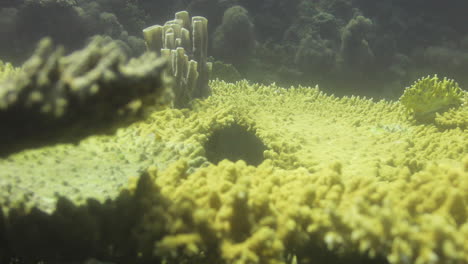 Corales-En-El-Arrecife-Del-Mar-Rojo