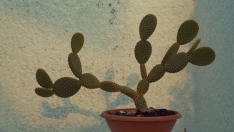 A-close-up-shot-of-a-green-cactus-in-front-of-a-white-wall,-with-a-moving-sunlight-and-shadow-on-the-background,-timelapse,-fast-motion,-4K-video