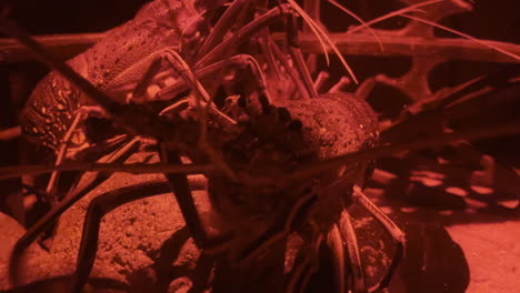 Eine-Riesige-Krabbe,-Die-In-Einem-Roten-Licht-An-Der-Seite-Des-Aquariums-Frisst-Und-Sich-Bewegt