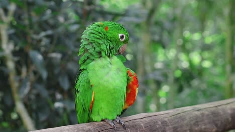 Beautiful-and-colorful-green-parrot-grooming-itself-in-a-branch