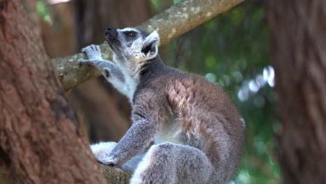 Critically-endangered-species,-ring-tailed-lemur,-lemur-catta-endemic-to-island-of-madagascar-spotted-resting-and-chilling-on-the-fork-of-the-tree,-close-up-shot