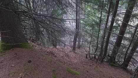 Panoramic-view-of-forest-on-a-hillside-looking-downhill