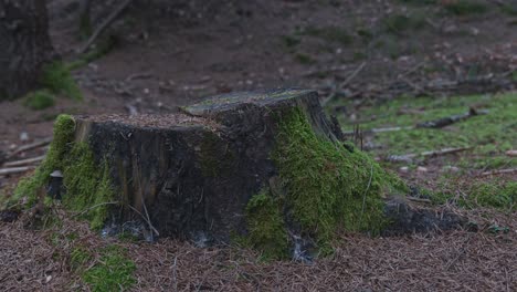 Großer-Baumstumpf-Teilweise-Mit-Moos-Bedeckt-Auf-Waldboden