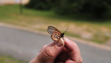 Nahaufnahme-Des-Skipper-Schmetterlings-Von-Orange-Morant-In-Den-Fingern-Des-Menschen