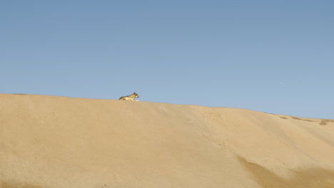 Arabischer-Wolf,-Der-An-Einem-Sonnigen-Tag-Auf-Einer-Sanddüne-Ruht