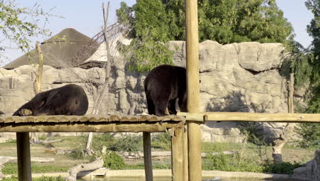Zwei-Braunbären,-Die-In-Einer-Nationalpark-Safari-Herumspazieren