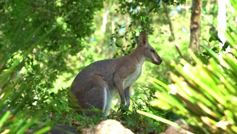 Red-necked-wallaby