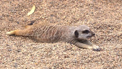 Lazy-meerkat,-suricata-suricatta-laying-flat-stomach-down-on-the-ground,-trying-to-cool-off-itself-from-the-hot-weather,-close-up-shot