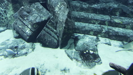 A-manta-ray-swimming-close-to-a-shark-inside-of-a-aquarium