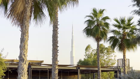 Burj-Khalifa-seen-from-far-away-between-palm-trees-at-sunset