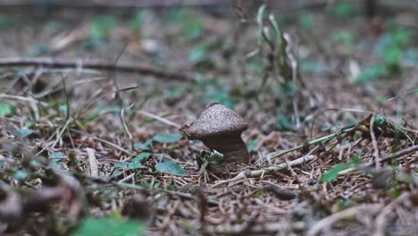 Lone-mushroom-on-forest-floor-surrounded-by-twigs,-grasses,-ivy-and-weeds