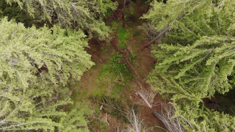 Top-Down-View-Of-Green-Trees-And-Forest-Floor---aerial-drone-shot