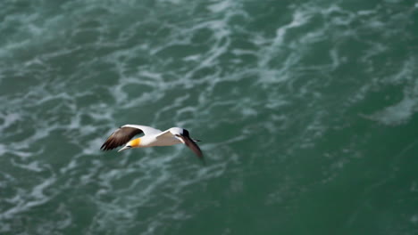 Ganet-bird-in-flight-over-ocean,-hunting-in-New-Zealand