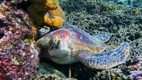 Grüne-Meeresschildkröte,-Die-Auf-Einem-Wunderschönen-Korallenriff-Ruht---Vorderansicht