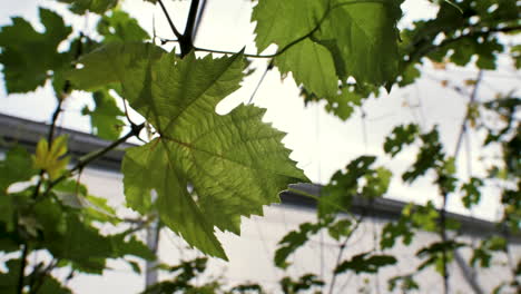 Blick-Nach-Oben-In-Die-Sonnigen-Grünen-Blätter-Des-Traubenstrauchs,-Der-Im-Gewächshaus-Wächst