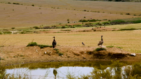 Spur-Winged-geese-on-side-of-small-dam-in-arid-farm-landscape
