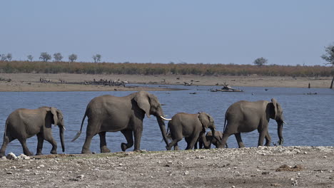 African-elephant-walking-beside-a-lake,-one-smelling-in-the-air,-Slow-Motion