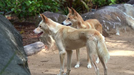 Two-Australia's-wild-dogs,-dingo,-canis-familiaris-spotted-wondering-around-the-surrounding-environment-in-bright-daylight,-close-up-shot-of-Australian-native-wildlife-species