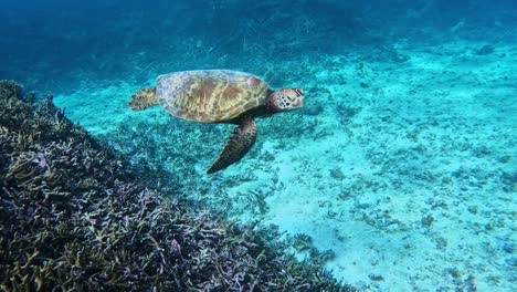Green-Sea-Turtle-Swimming-Under-The-Tropical-Blue-Sea