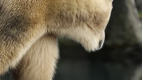 Close-Up-View-Of-Polar-Bear-Walking-Around-At-Zoo-Enclosure